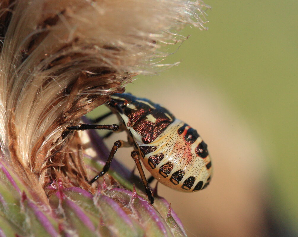 ...И в блёстках - Владилен Панченко