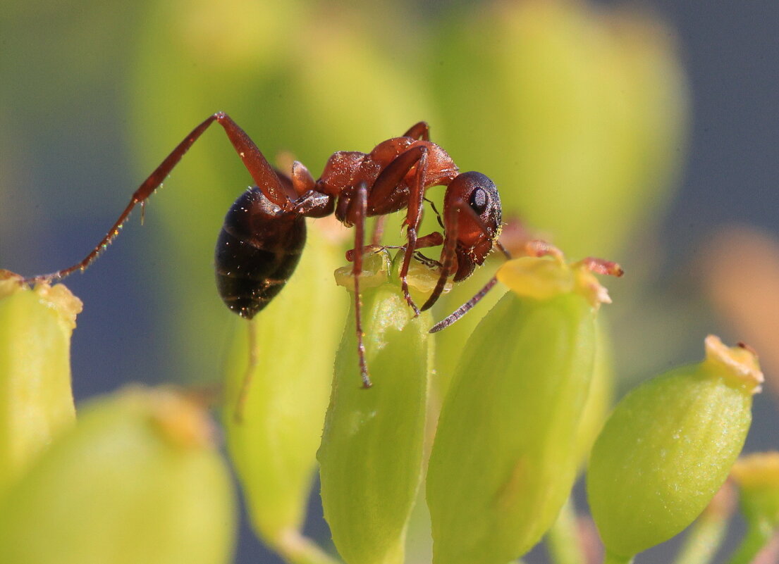 В поисках нектара - Владилен Панченко