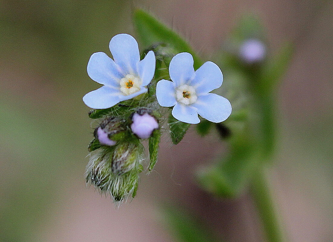 Сорное растение - липучка растопыренная - Наталья Лунева 
