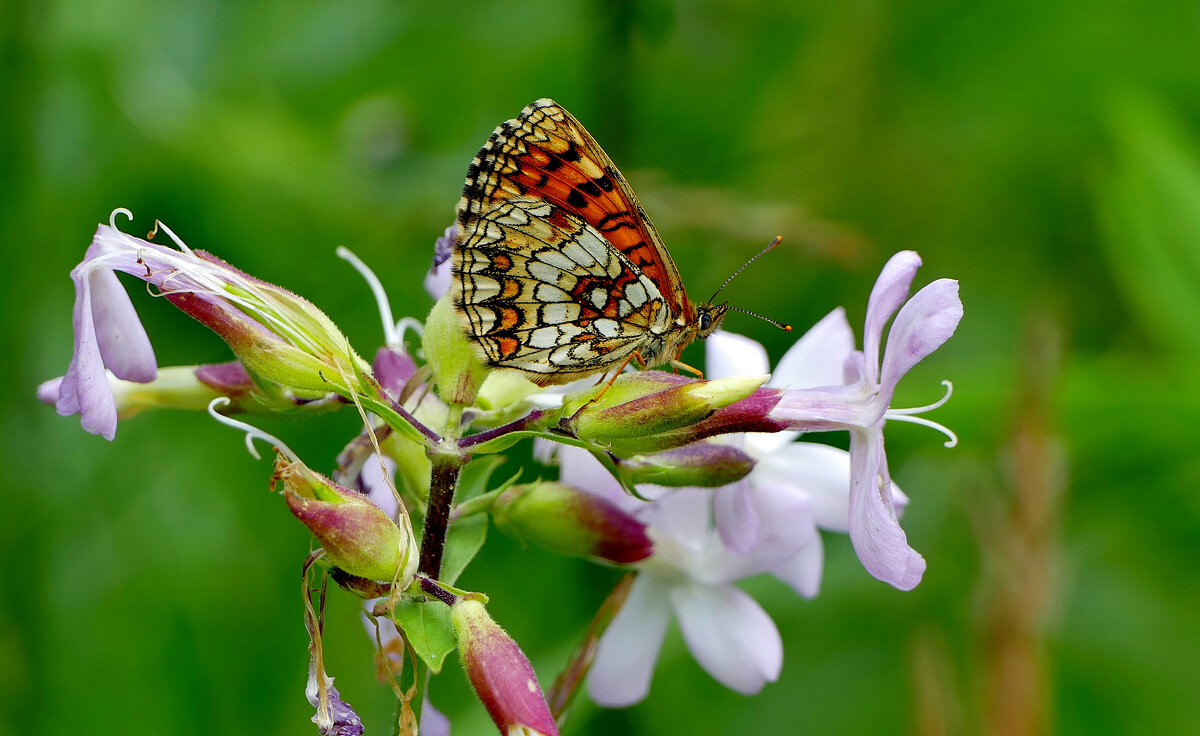 бабочки середины лета 12 - Александр Прокудин