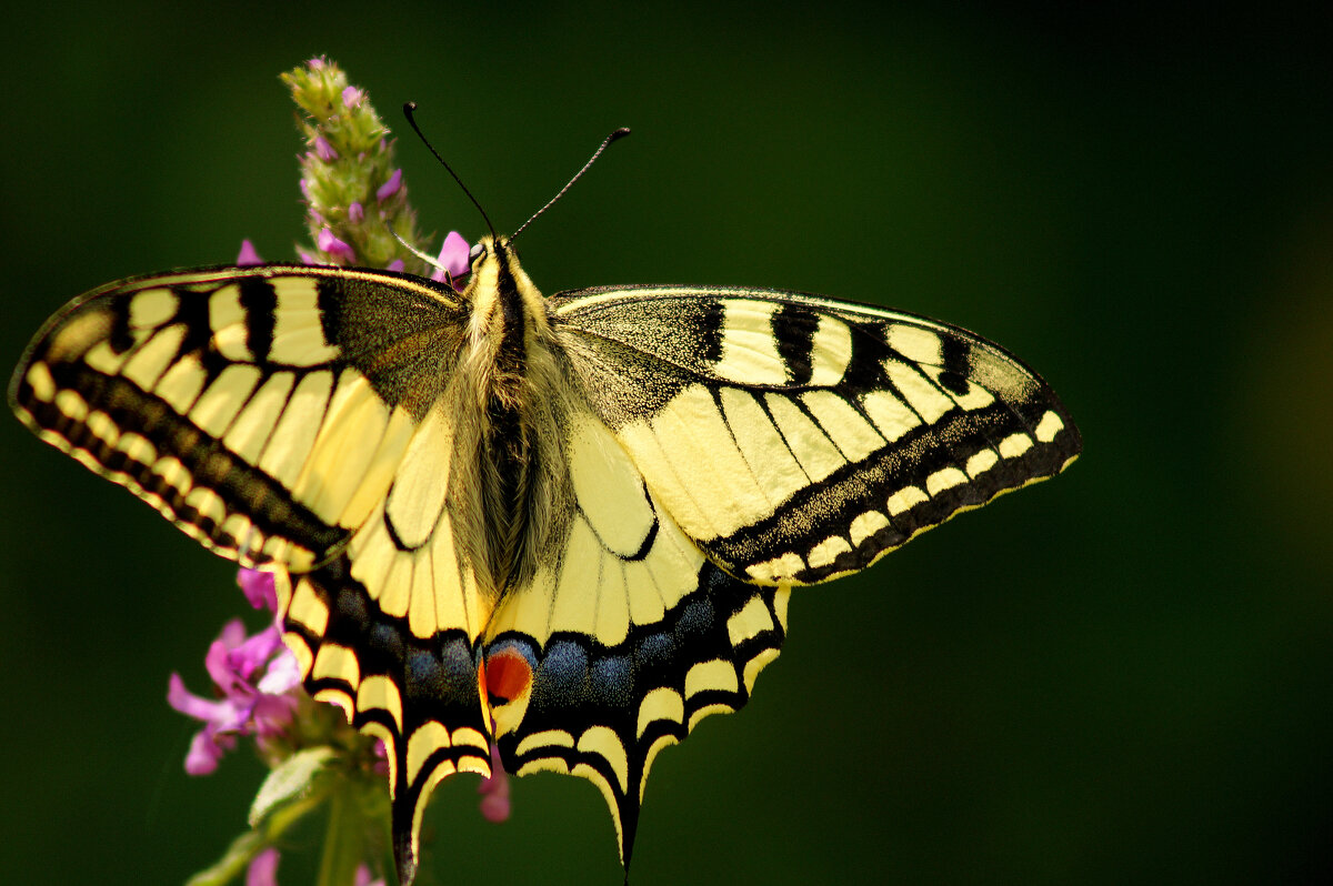 бабочки середины лета 15 - Александр Прокудин