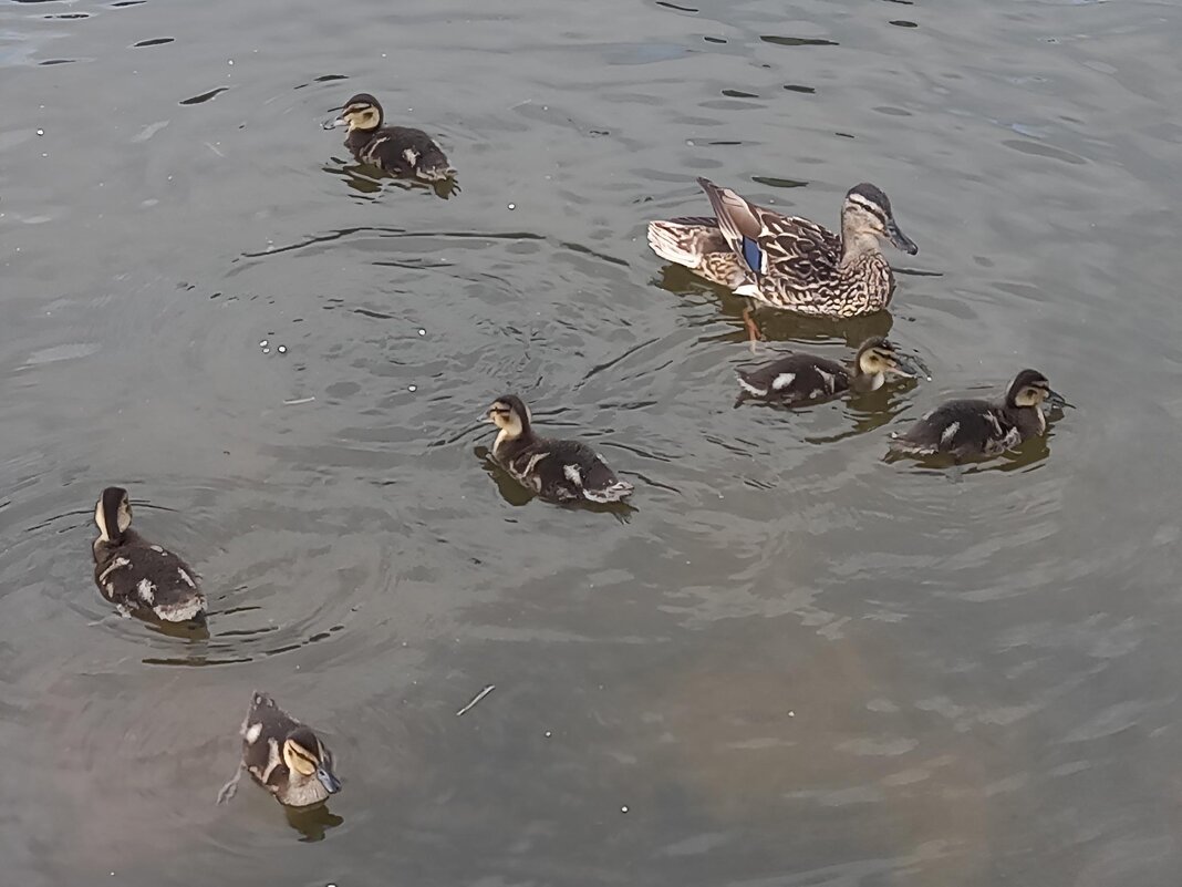 Утята - Сапсан 