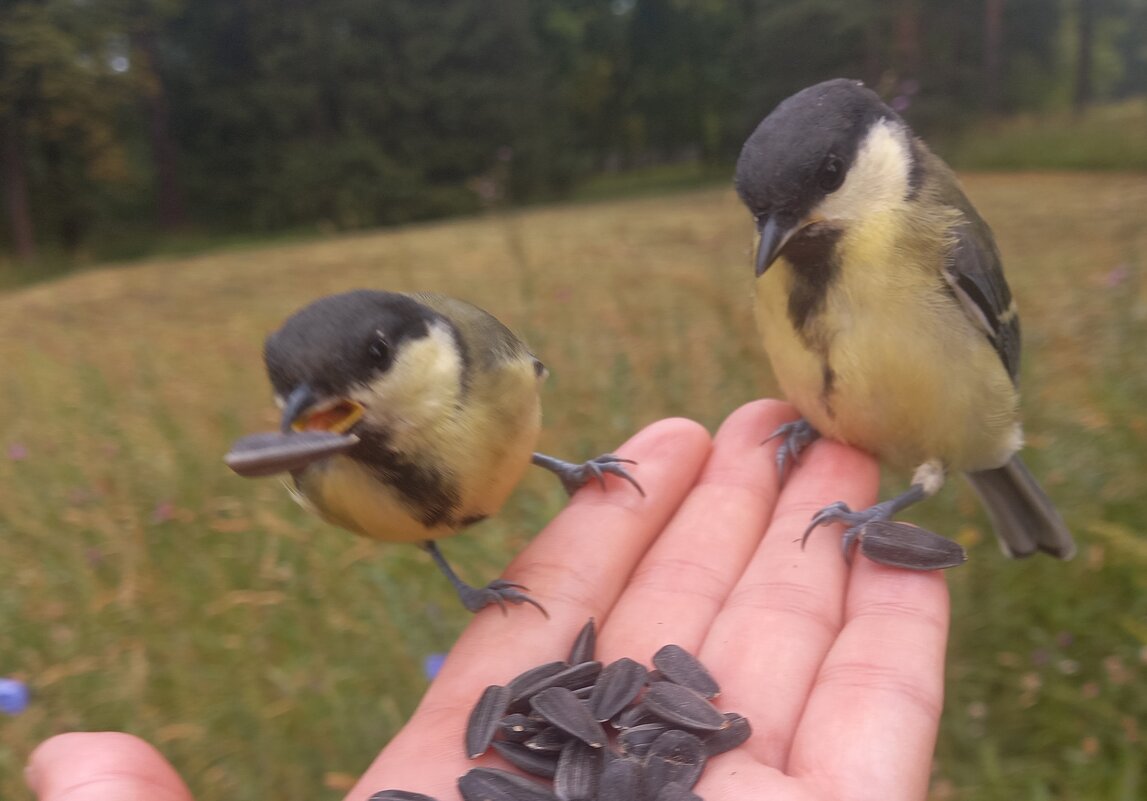 Синицы - Сапсан 