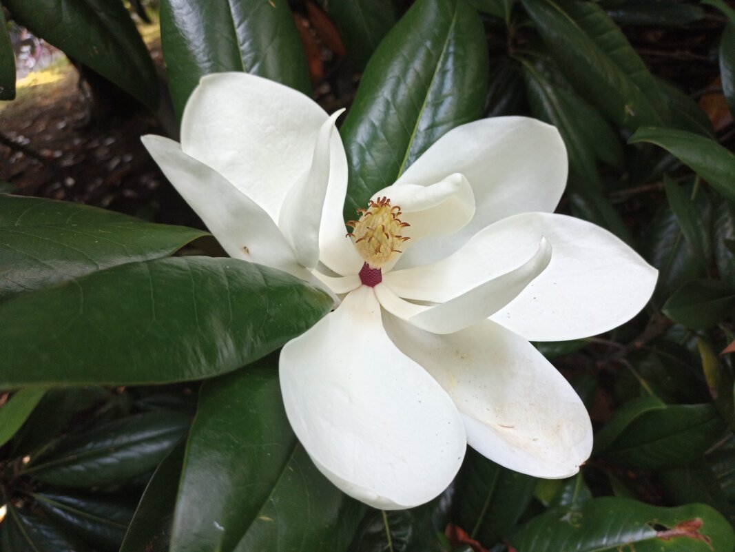 Магнолия ещё цветет - Татьяна Тюменка Магнолия ещё цветет - Татьяна Тюменка