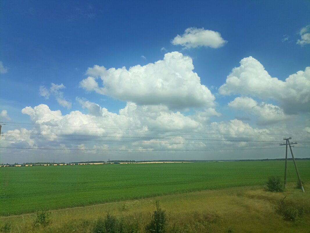 Поле, русское поле... - Pippa 