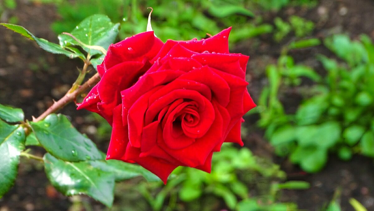 О красоте цветов. - Милешкин Владимир Алексеевич 