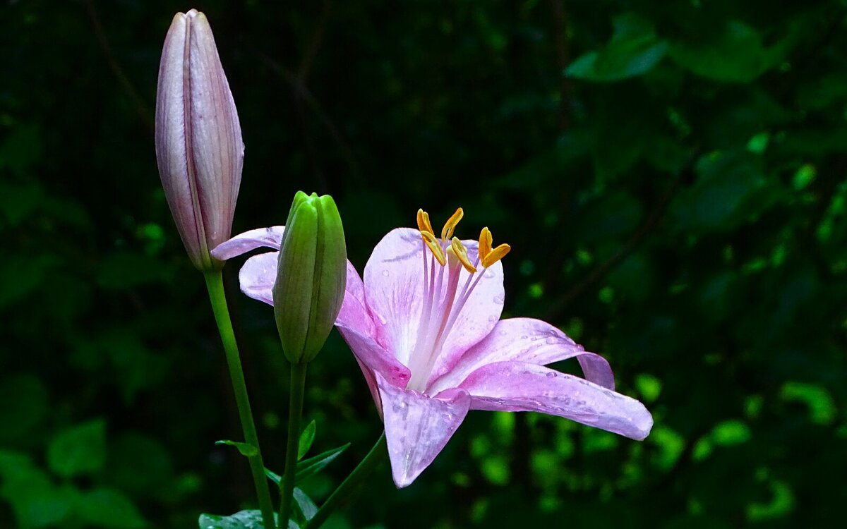 О красоте цветов. - Милешкин Владимир Алексеевич О красоте цветов. - Милешкин Владимир Алексеевич