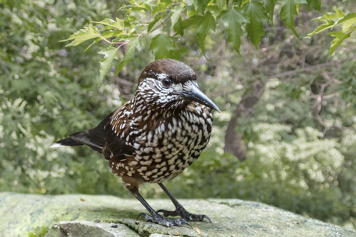 Кедровка - SanSan 