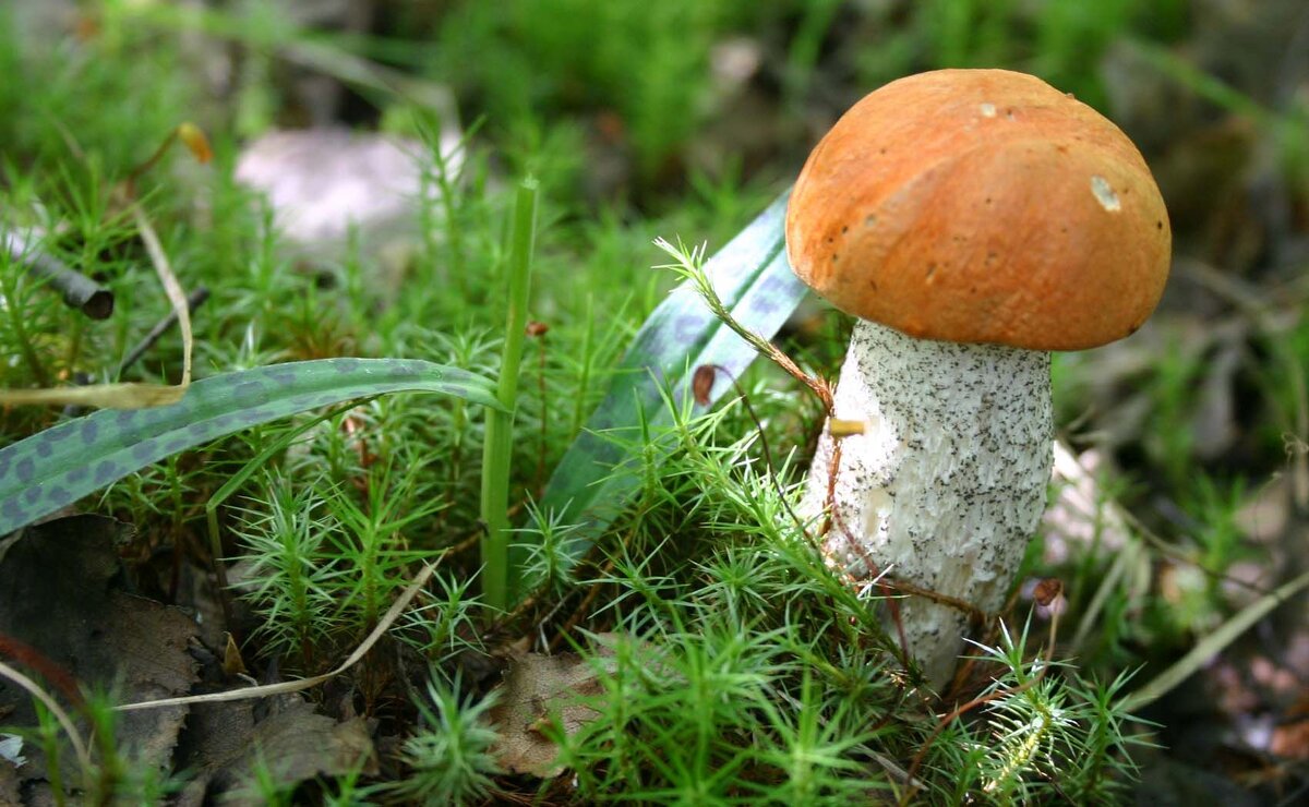 Зайц откусил цветок северной орхидеи. Рядом- нетронутый гриб! - Владимир Зайц откусил цветок северной орхидеи. Рядом- нетронутый гриб! - Владимир