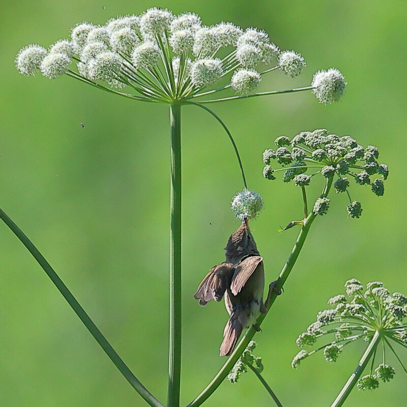 *** - Владилен Панченко
