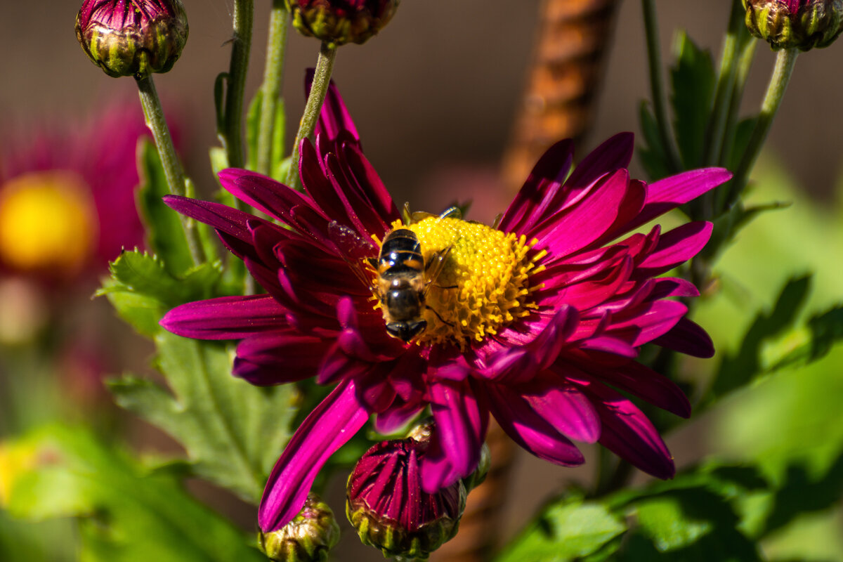 Хризантема - Игорь Сикорский Хризантема - Игорь Сикорский