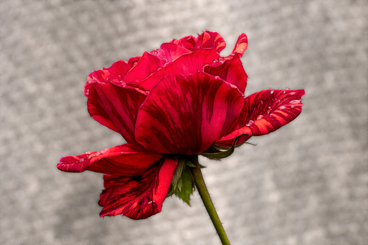 Роза - Игорь Сикорский