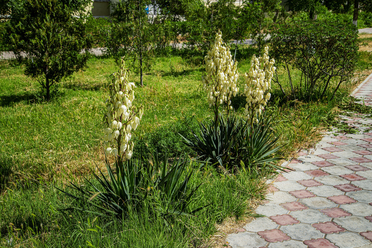 Юкка - Анатолий Чикчирный