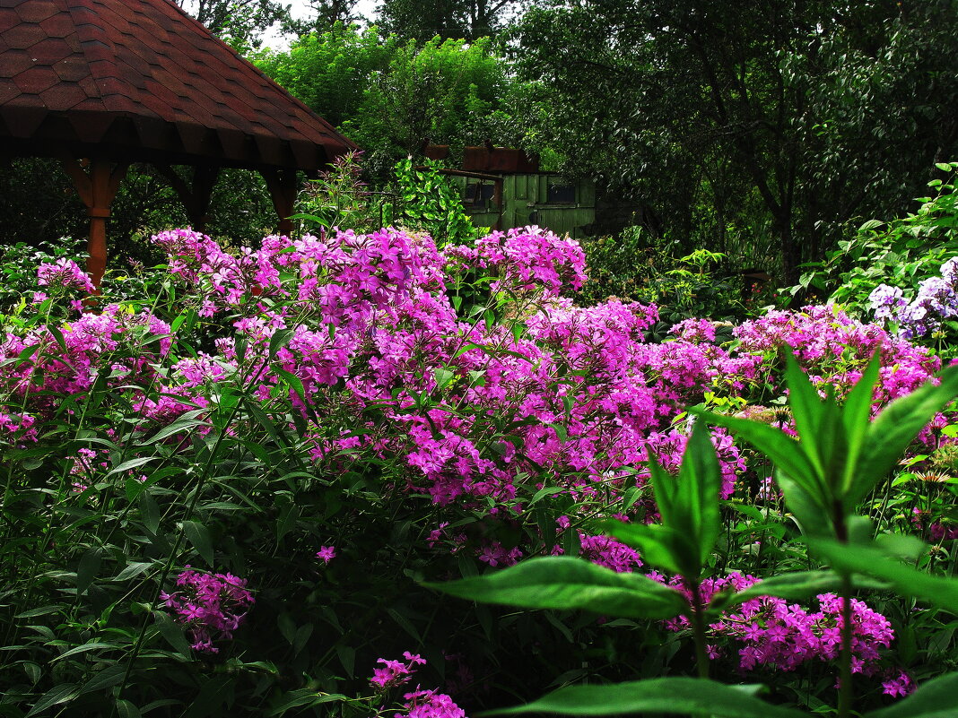 Флоксы цветут - Людмила Смородинская Флоксы цветут - Людмила Смородинская