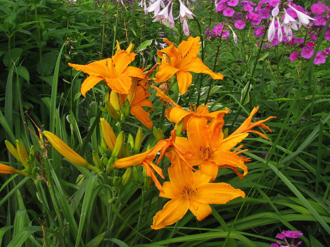 Лилейник - Людмила Смородинская