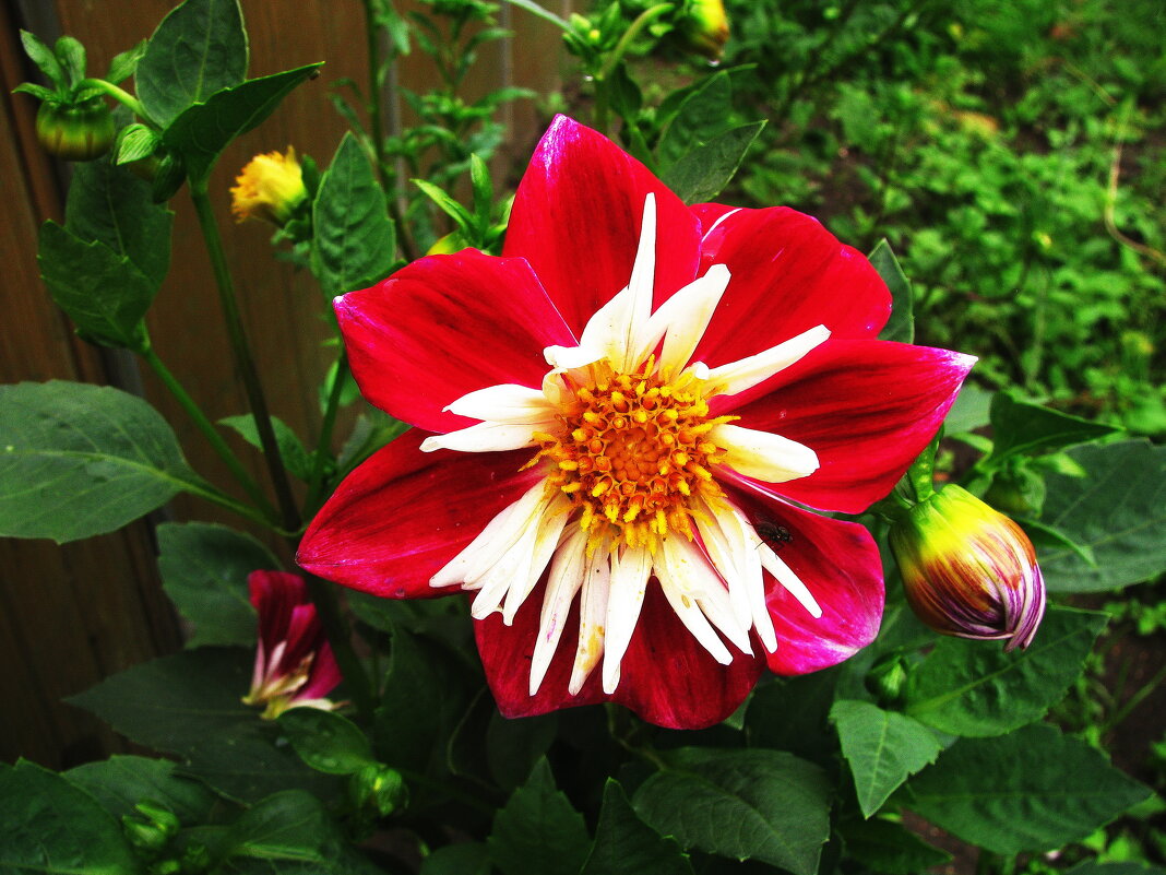 Красавица георгина - Людмила Смородинская