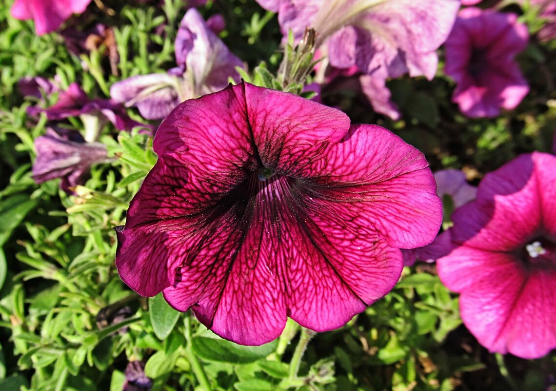 Петуния - PRP 