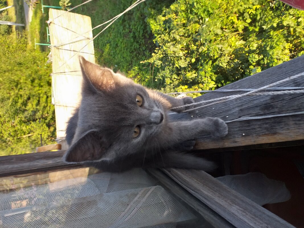 маленький канатоходец - Галина Флора