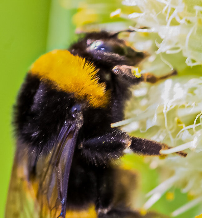 Шмель степной - Светлана SvetNika17