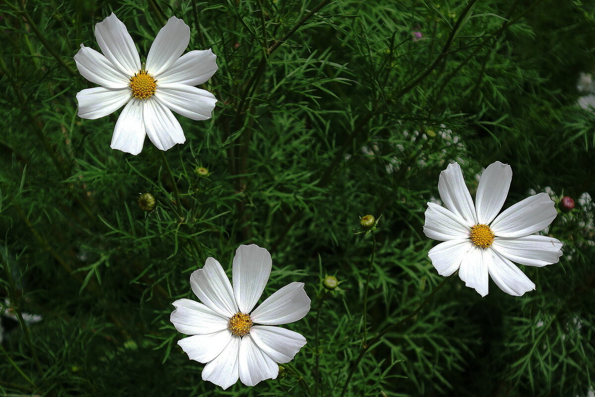 Космея - Рита Симонова