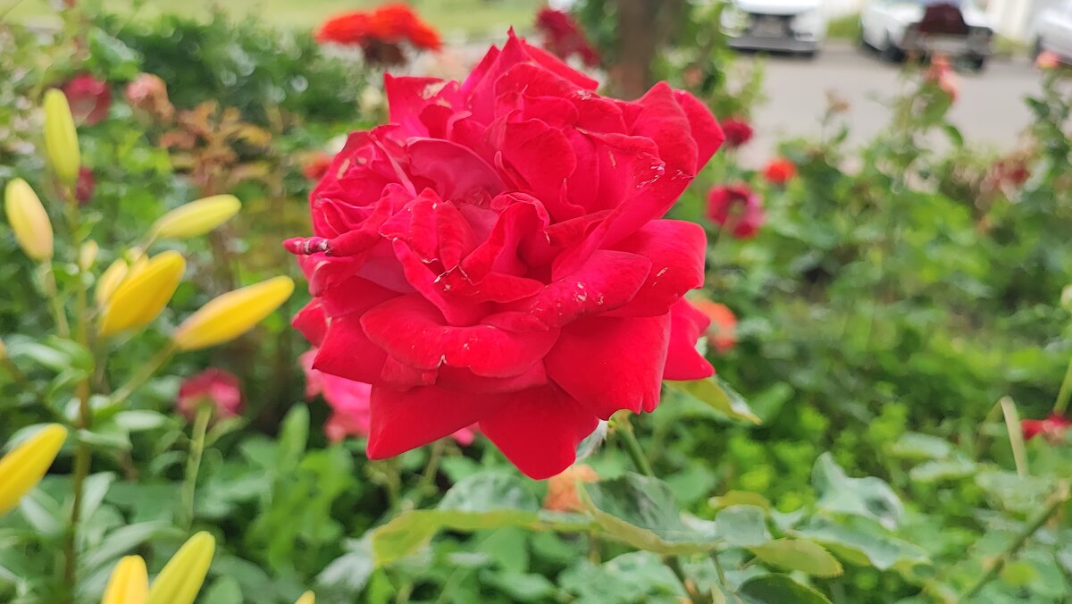 ,,, - Сергей Тимоновский