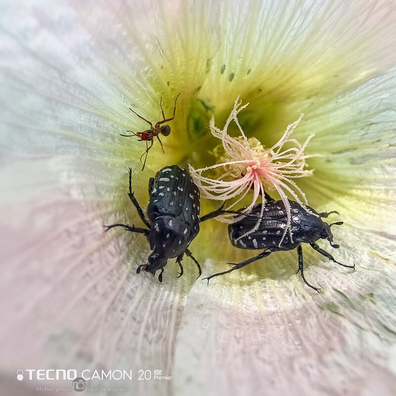 Бронзовки и муравей - Игорь Сарапулов Бронзовки и муравей - Игорь Сарапулов