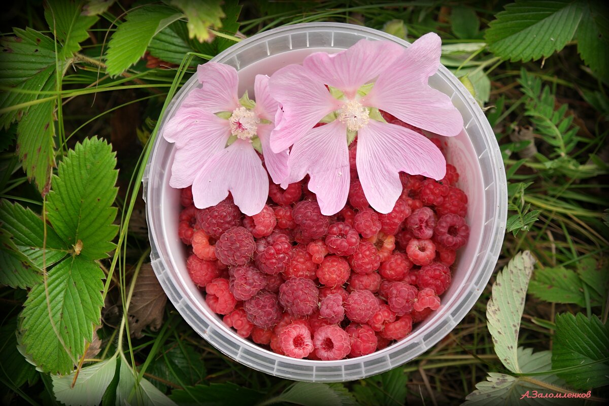 Запомним июль малиновый! - Андрей Заломленков