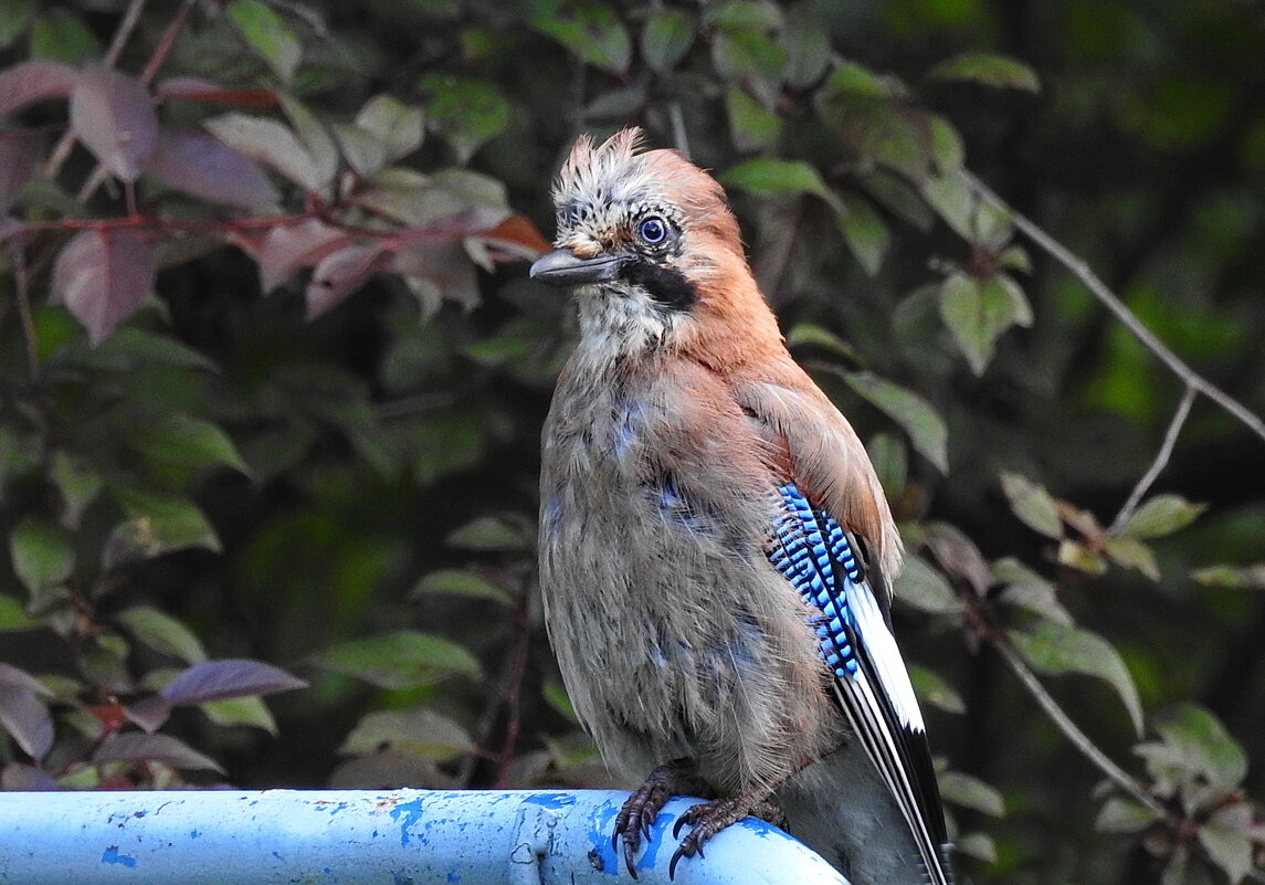 сойка - ИННА ПОРОХОВА