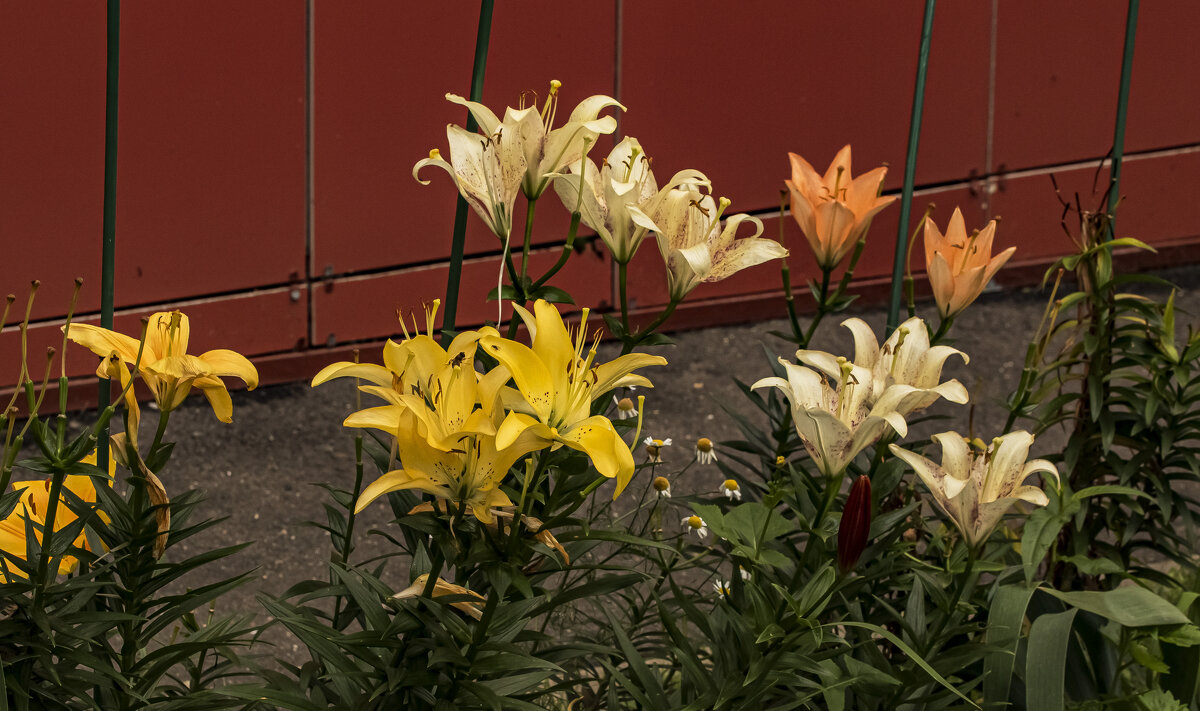 Время лилий. - Петр Беляков