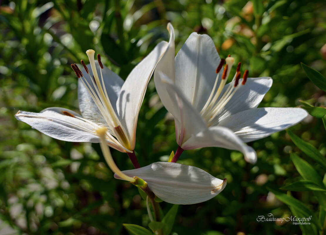 "Опавший"© - Владимир Макаров