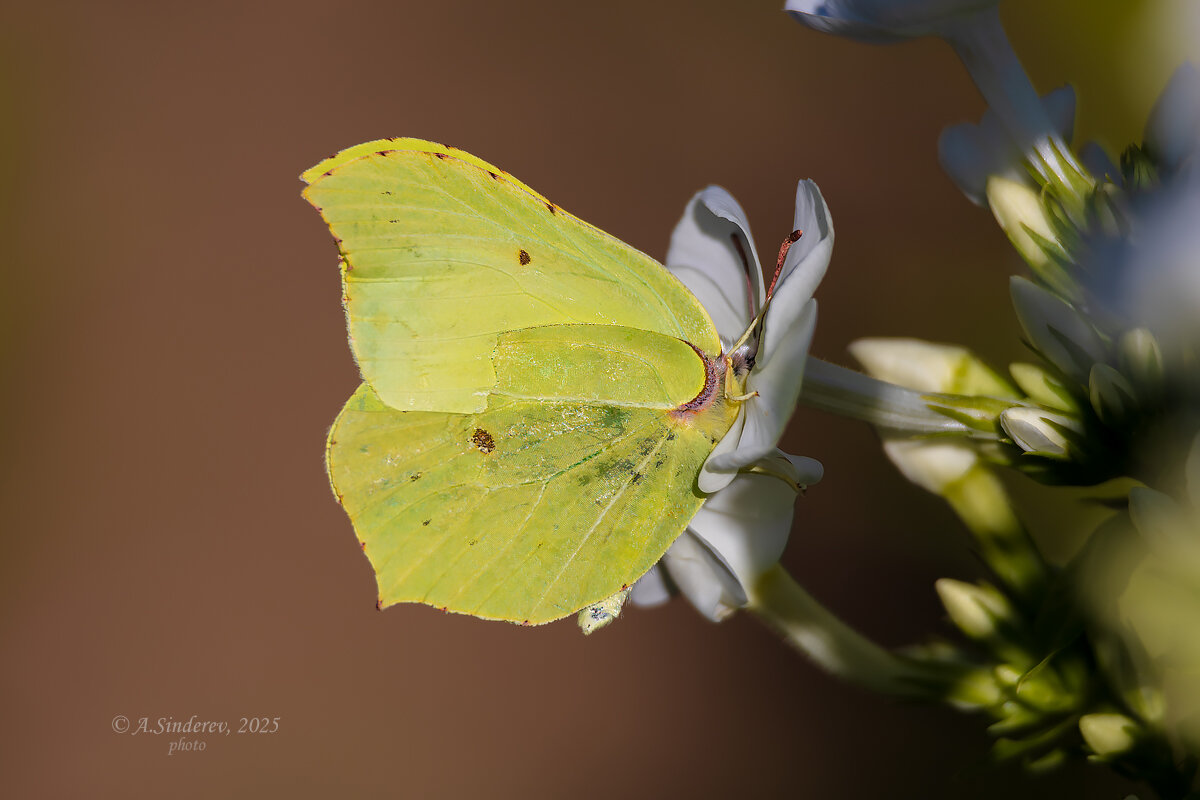 Лимонница спряталась в цветке флокса - Александр Синдерёв Лимонница спряталась в цветке флокса - Александр Синдерёв
