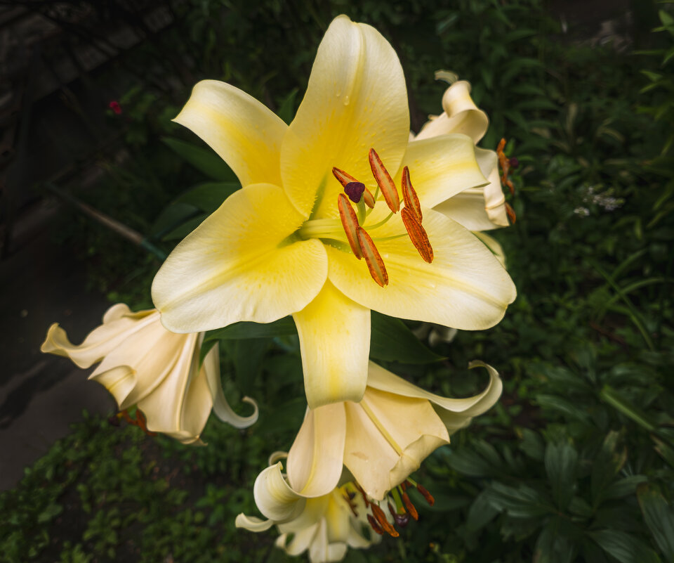 Лилия Honeymoon. - Борис Калитенко