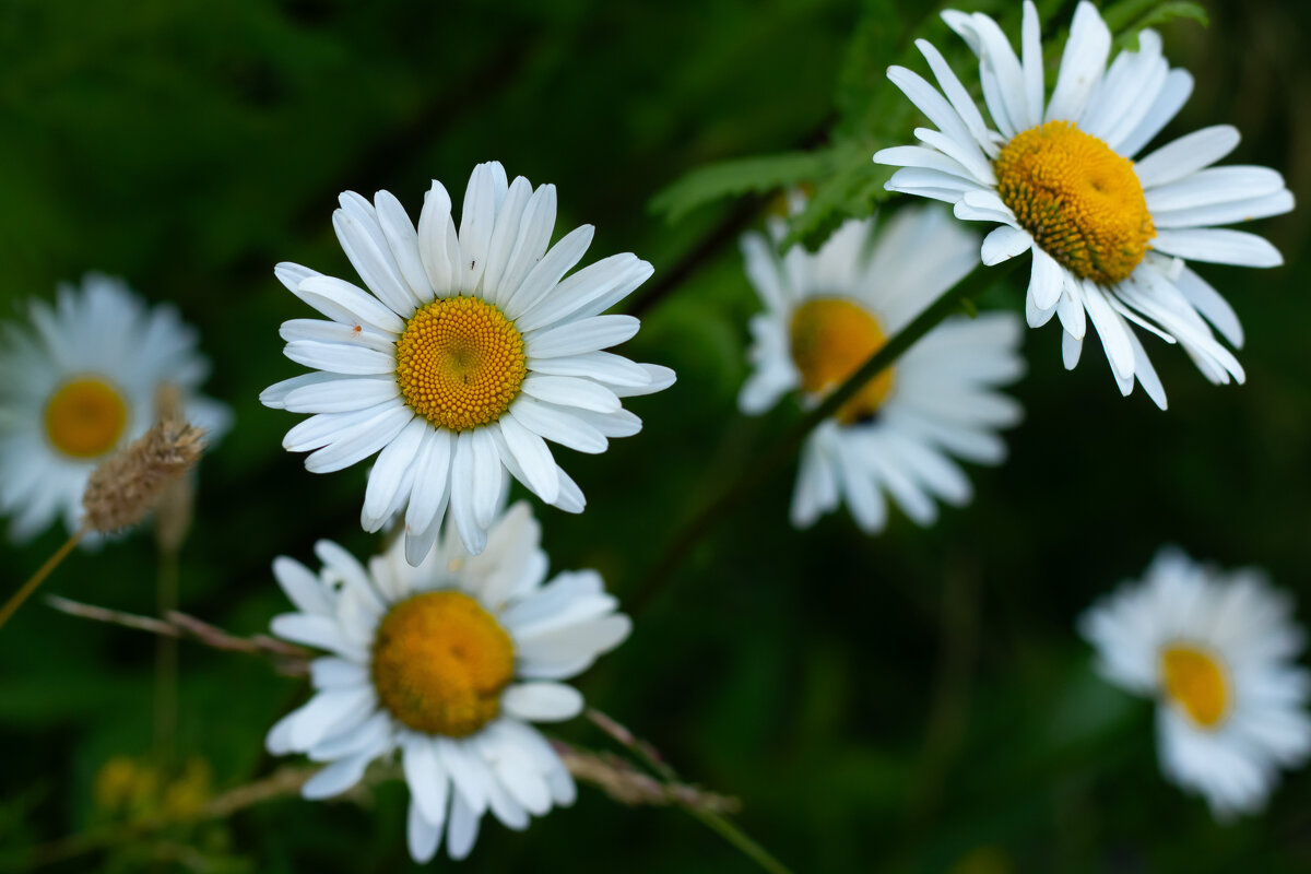 Ромашки - Ольга Святенко