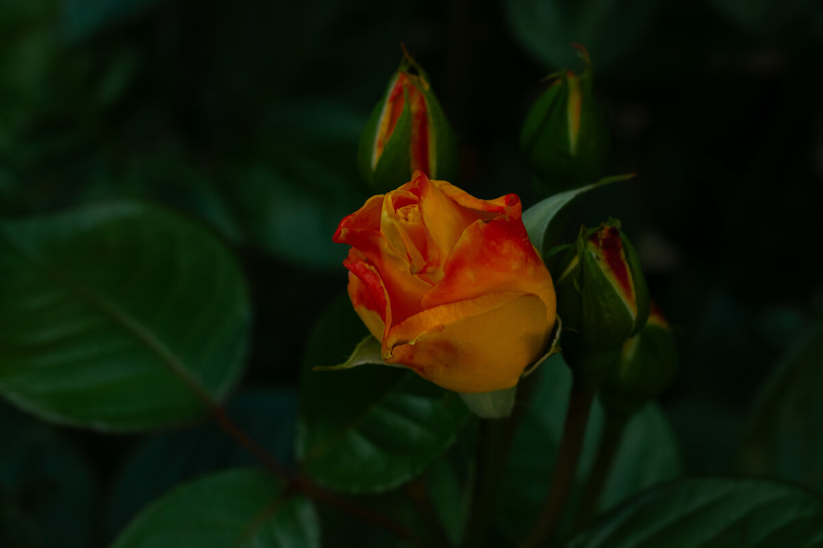 Роза - Ольга Святенко Роза - Ольга Святенко