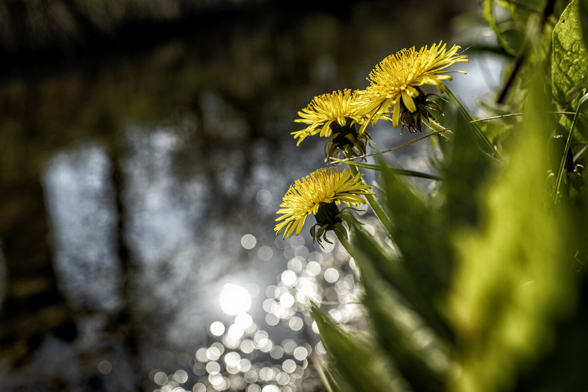 Апрельское. Почти вечернее ;-) - Алексей Пышненко Апрельское. Почти вечернее ;-) - Алексей Пышненко