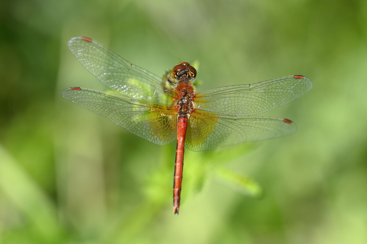 Стрекоза - Ольга 