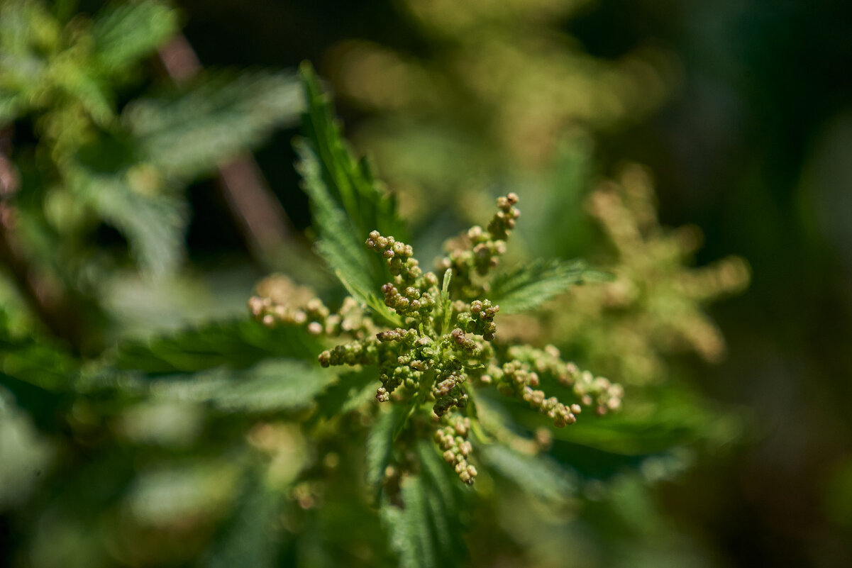 крапива - Александр Леонов