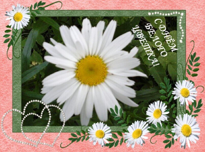 С ДНЁМ БЕЛОГО ЦВЕТКА! - Дмитрий Никитин