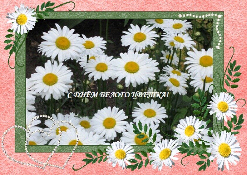 С ДНЁМ БЕЛОГО ЦВЕТКА! - Дмитрий Никитин