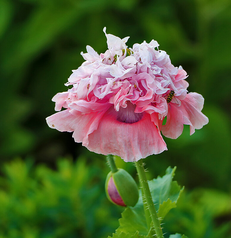 Махровый мак - Светлана 