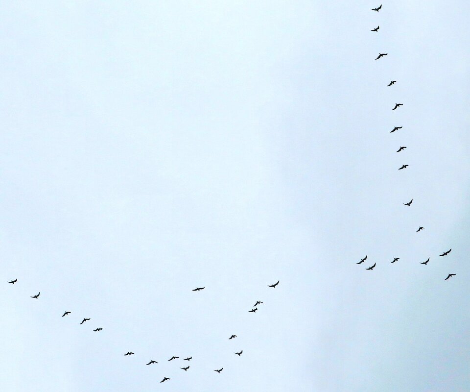 Летящие клином - Андрей Снегерёв