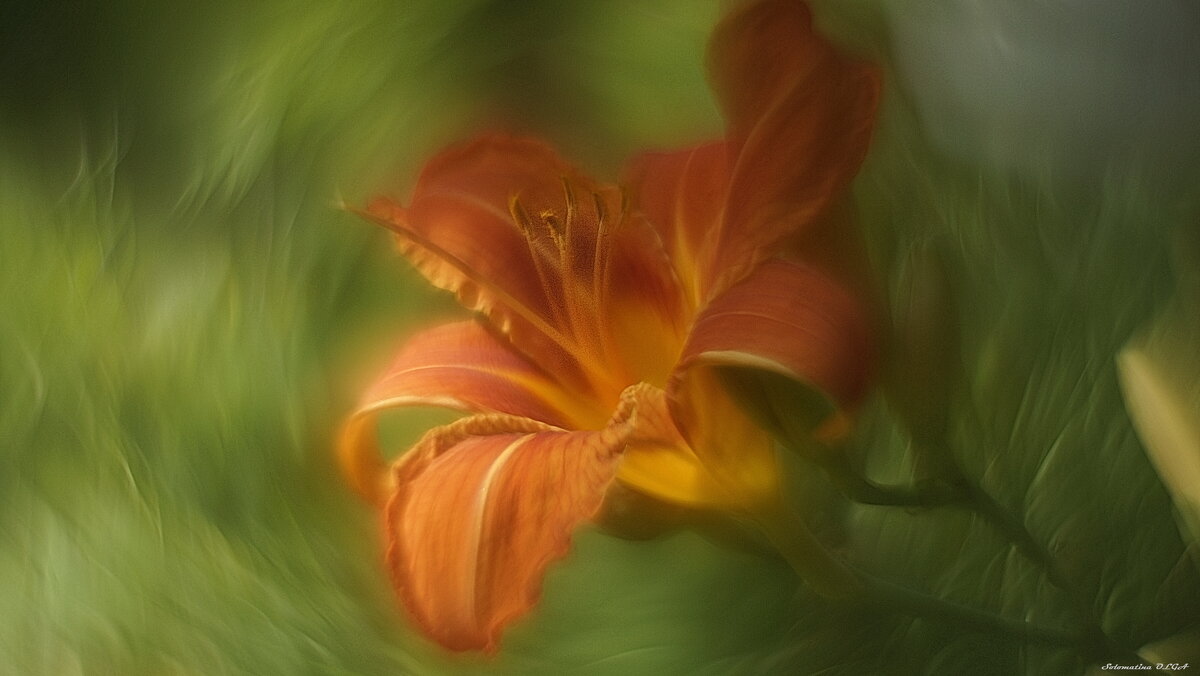 лилейник.... - Ольга Cоломатина