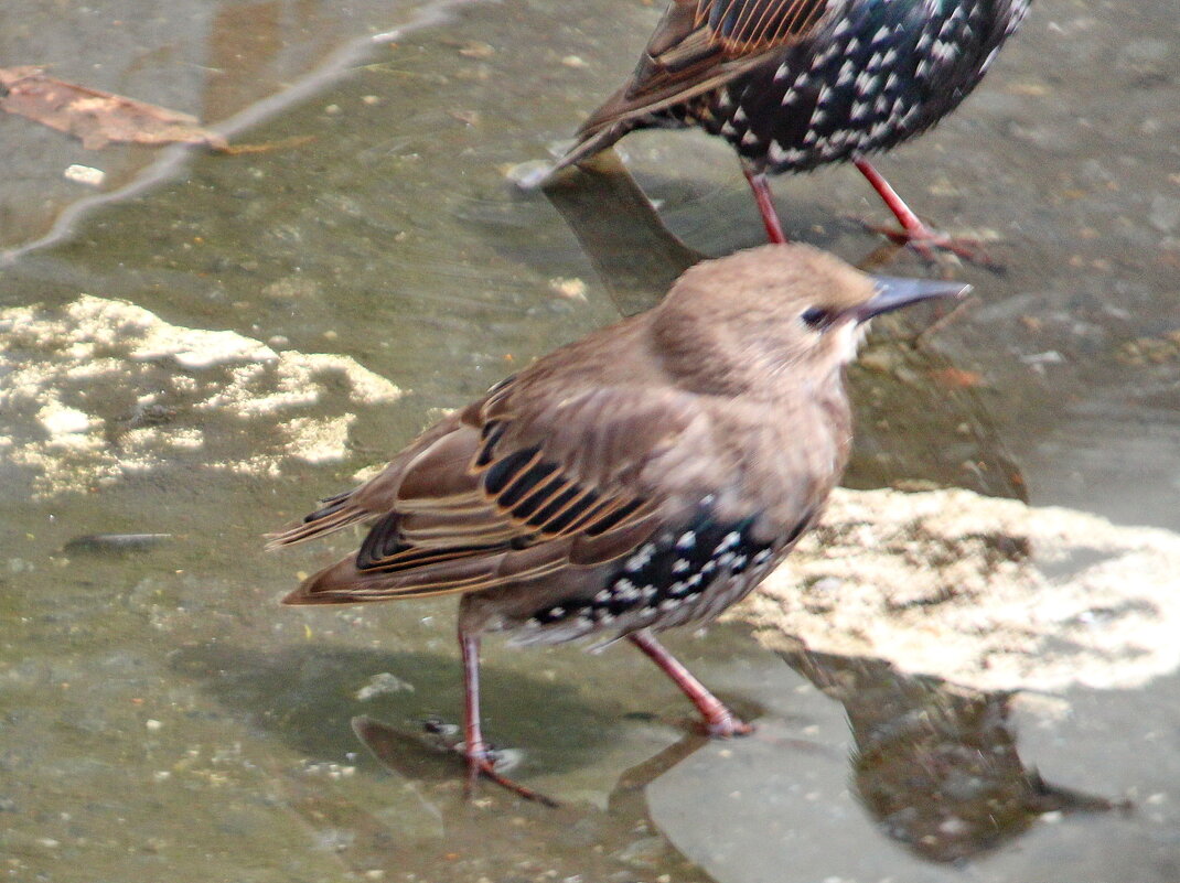 Жилетка как у папы - Александр Чеботарь