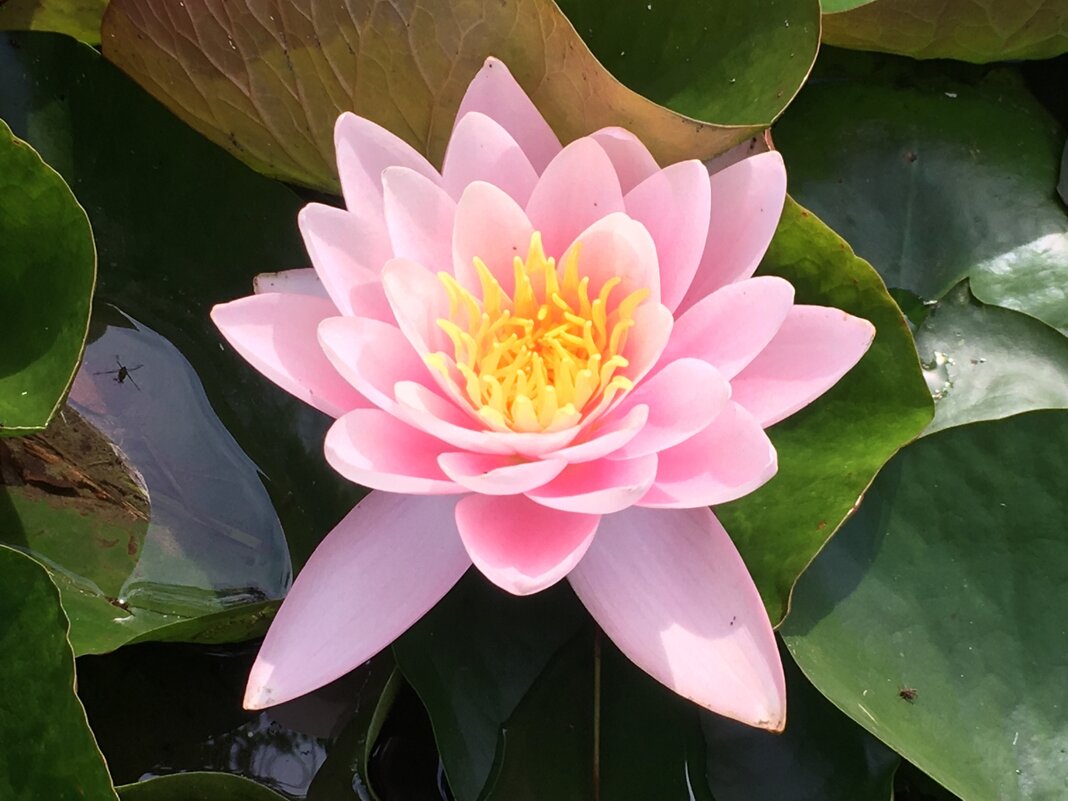 Лотос... - Владимир Павлов