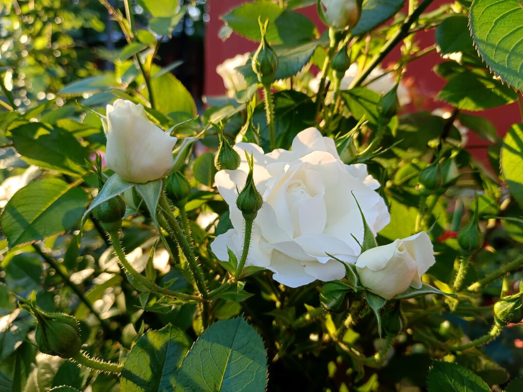 Розы в свете вечернего солнца - Мария Васильева