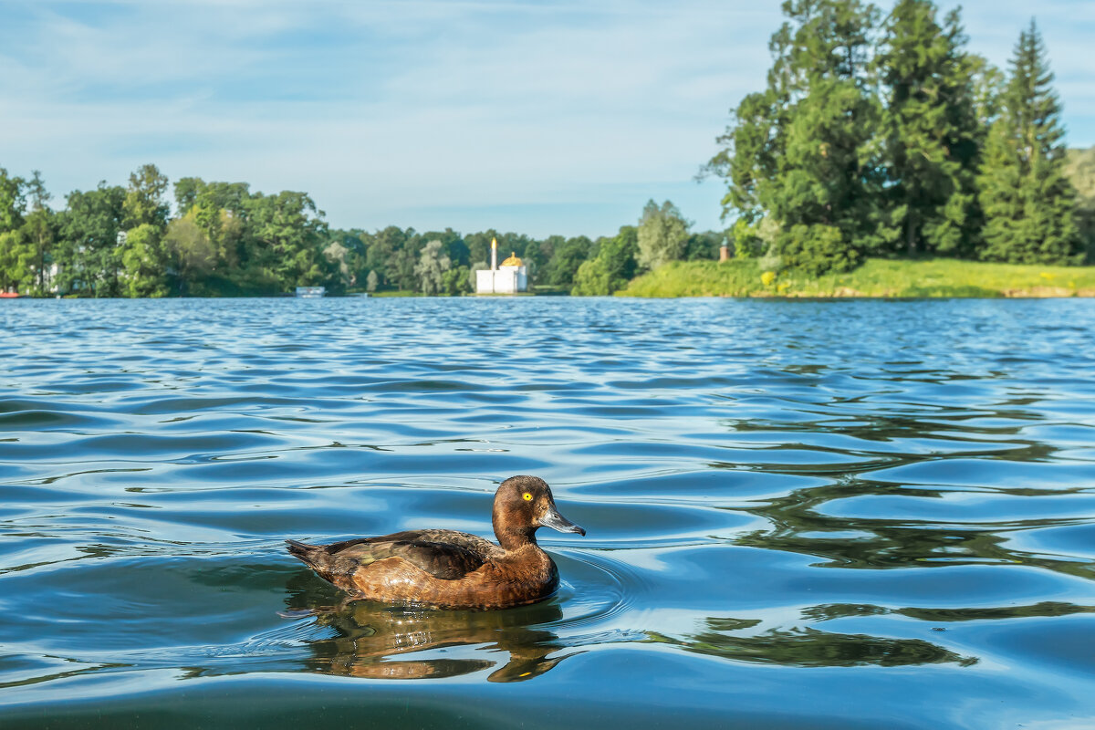 Про лето - Владимир Колесников