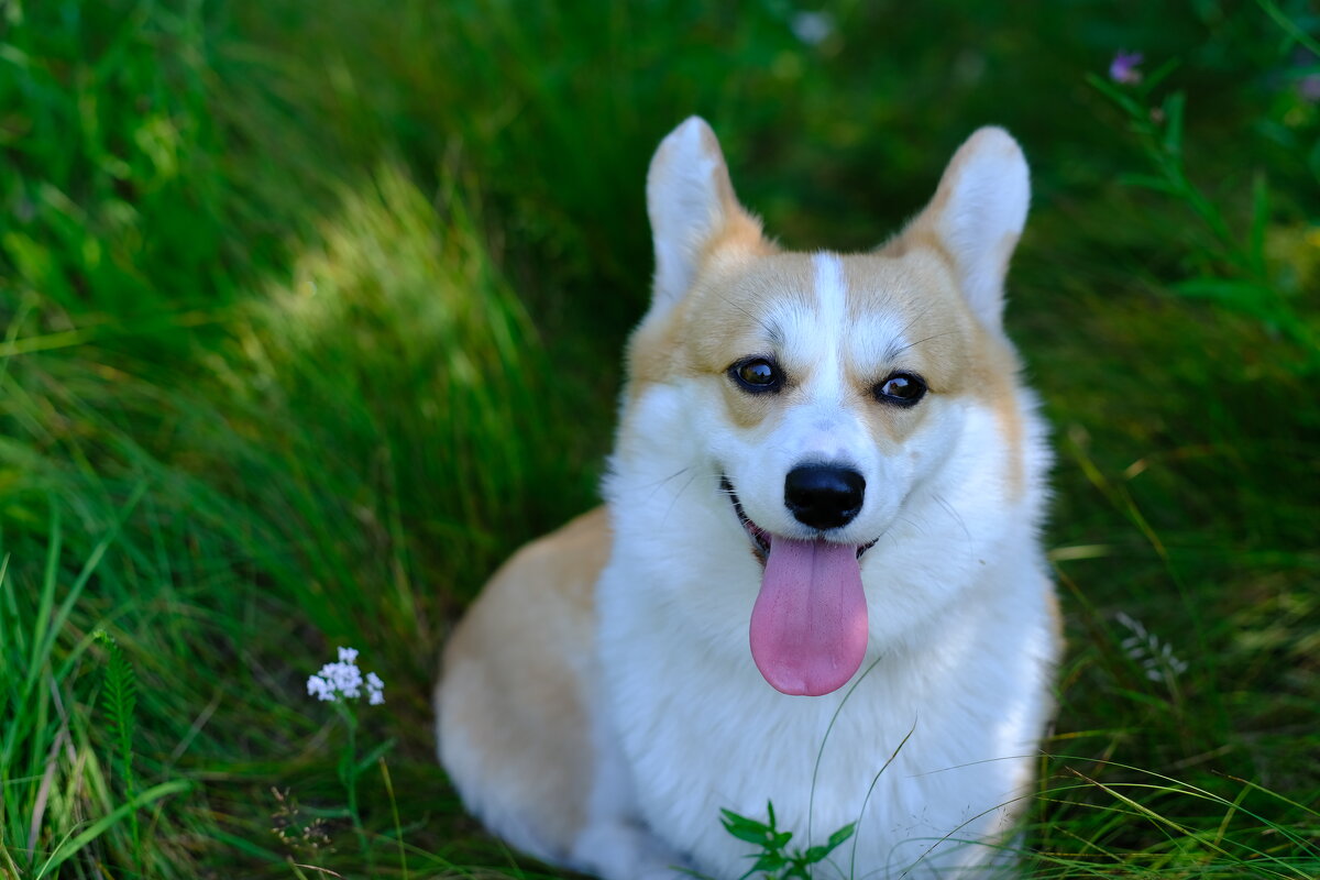 Хорошее настроение ) - Андрей Зайцев