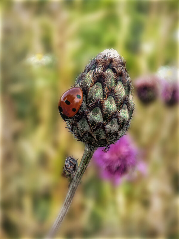 Лето.. - AZ east3