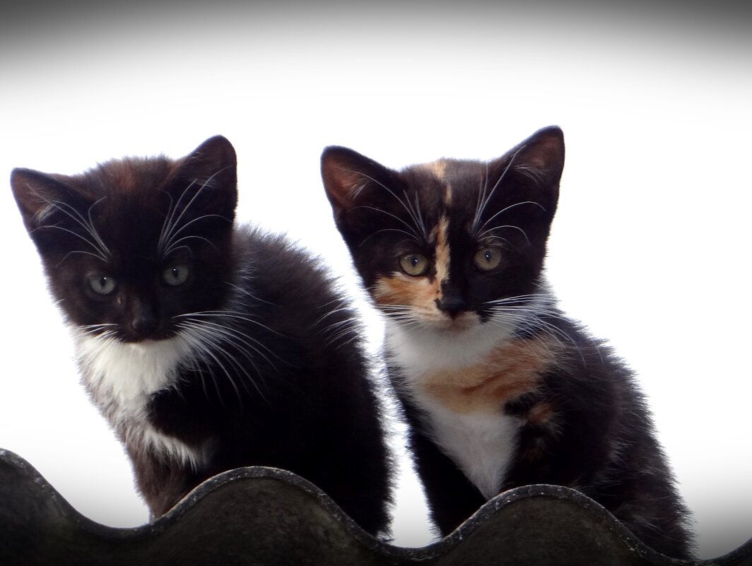 Котята - Антонина Гугаева