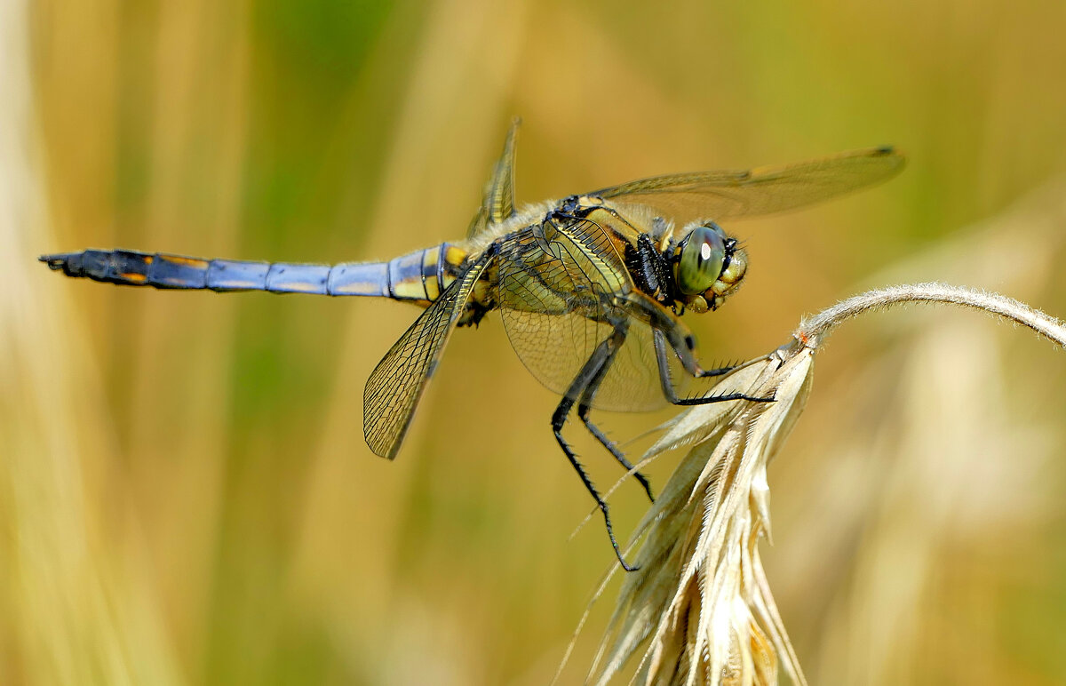 сегодняшние стрекозки 5 - Александр Прокудин сегодняшние стрекозки 5 - Александр Прокудин